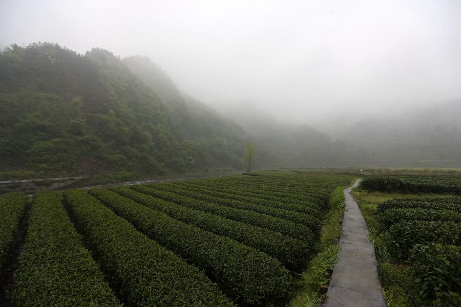 農行重慶秀山支行通過(guò)公司、基地、農戶(hù)支持當地農民走上脫民致富